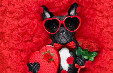 valentines french bulldog dog in love holding a cupids arrow with mouth wearing sunglasseslying on bed of red flower petals with gift box and roses