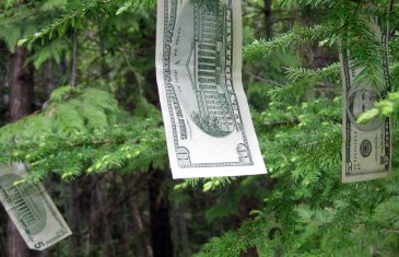 Money grows off of evergreen trees as though they are money trees.