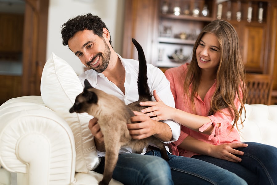 Can Cat People and Dog People Live Happily Ever After? An Investigation.
