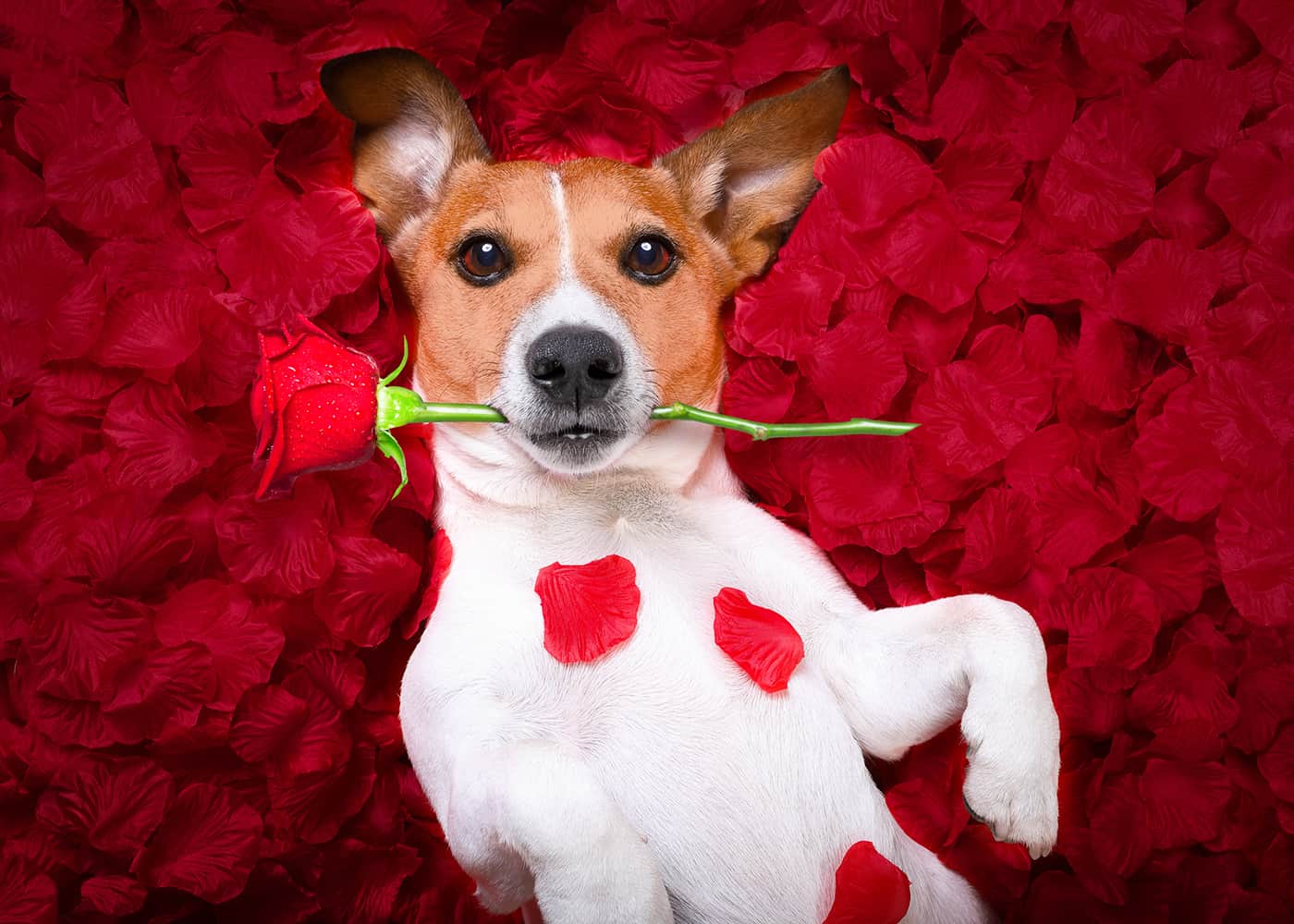 Valentine's Day Puppy