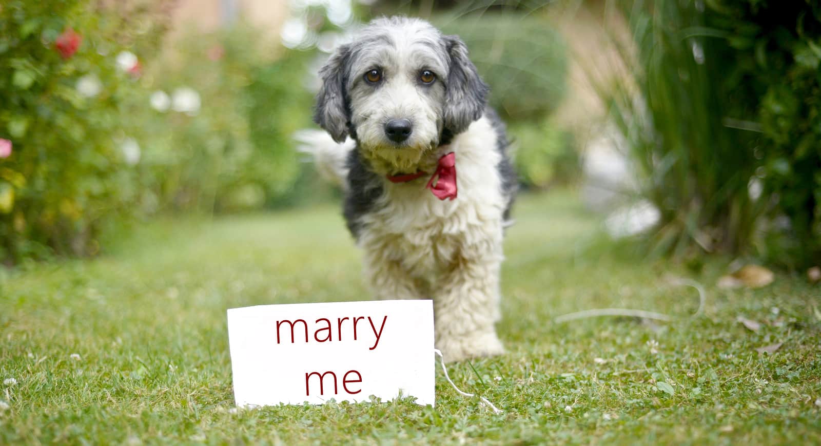 marriage proposal with pets dog