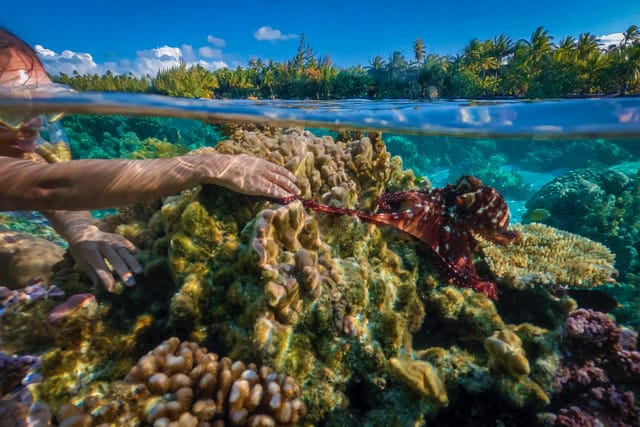 snorkeling