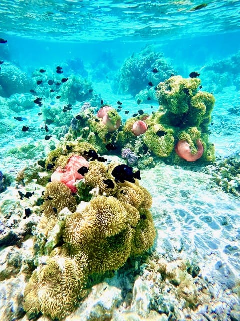 snorkeling